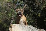 CANE CORSO 095